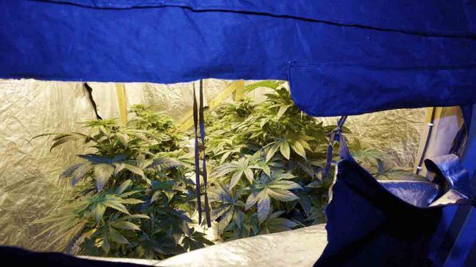 Cómo Plantar Marihuana En Espacios Reducidos Consejos 8055