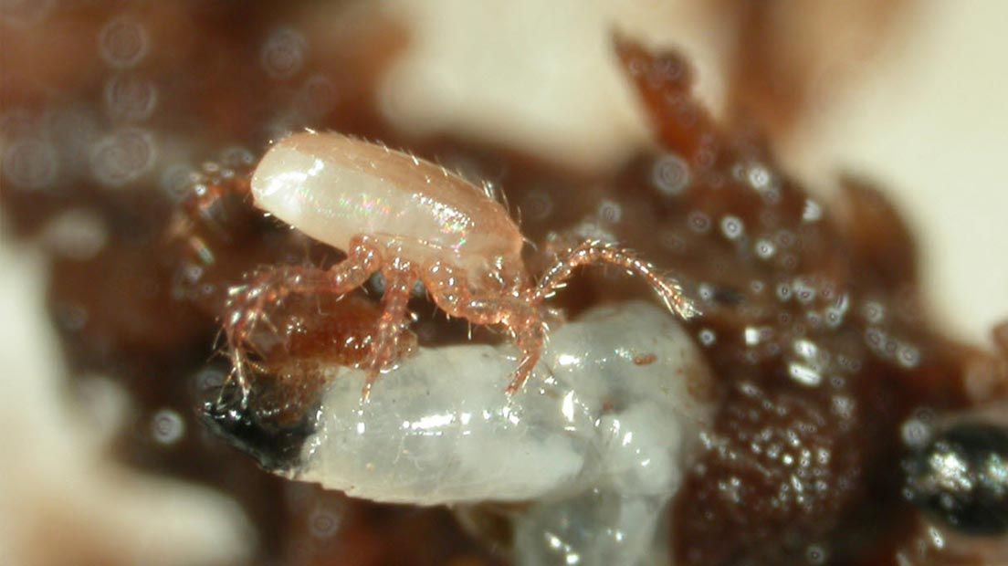 insectos beneficiosos para la marihuana