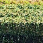 Para resolver deficiencias de nutrientes en el cultivo de marihuana podemos utilizar heno de alfalfa