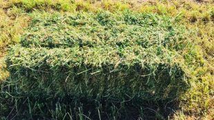 Para resolver deficiencias de nutrientes en el cultivo de marihuana podemos utilizar heno de alfalfa