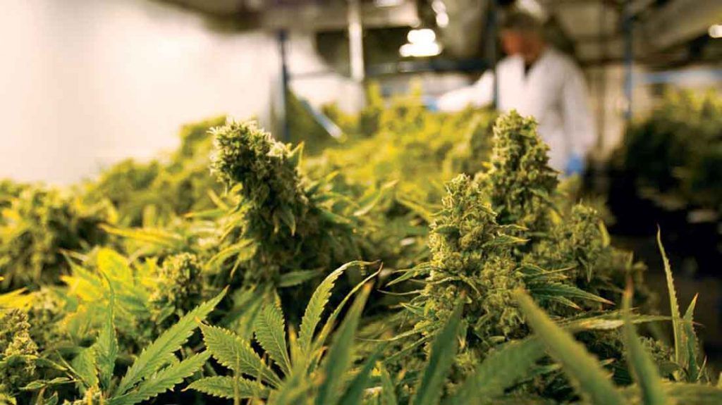 ¿Cuánta Marihuana da una Planta? Guía sobre Producción de Cannabis
