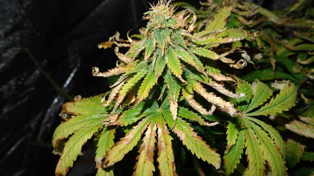 Cultivar marihuana en climas extremos es posible