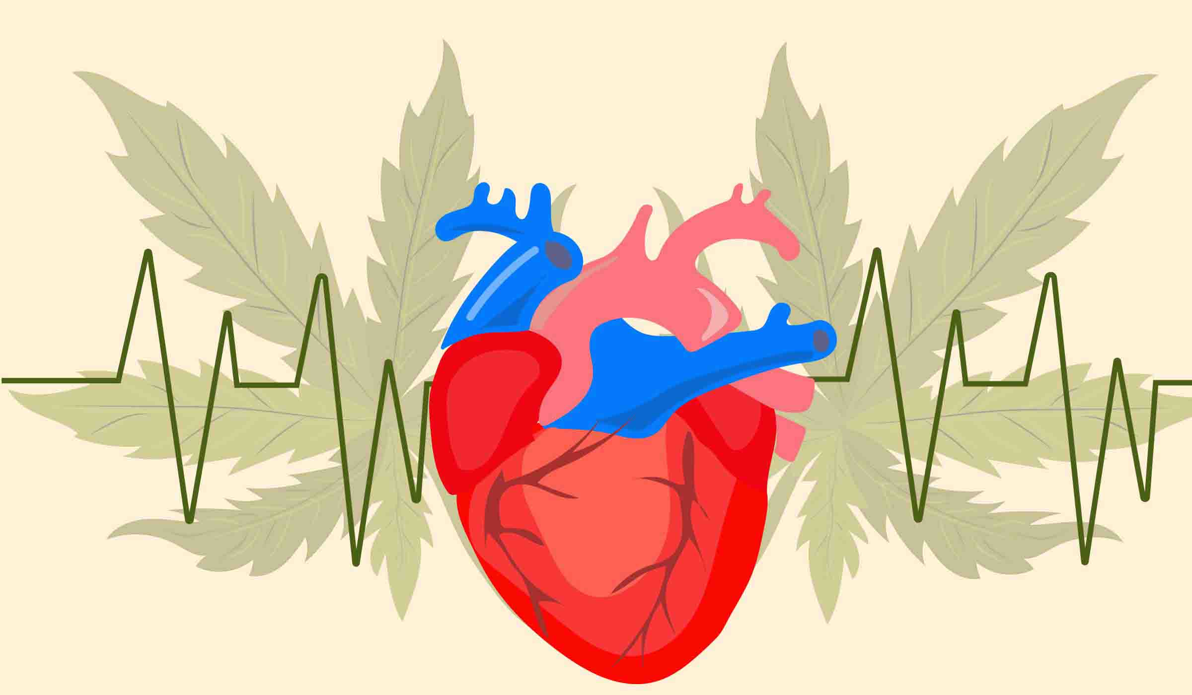 La ciencia ha hecho muchos estudios sobre el papel de la marihuana en los problemas cardiovasculares.