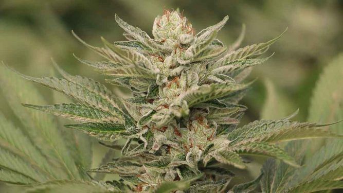 Top 2019: las semillas de marihuana más vendidas - THGrow (Growshop Online)