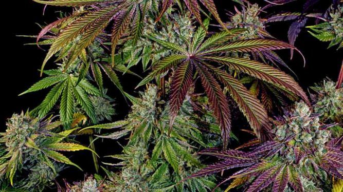 Top 2019: las semillas de marihuana más vendidas - THGrow (Growshop Online)