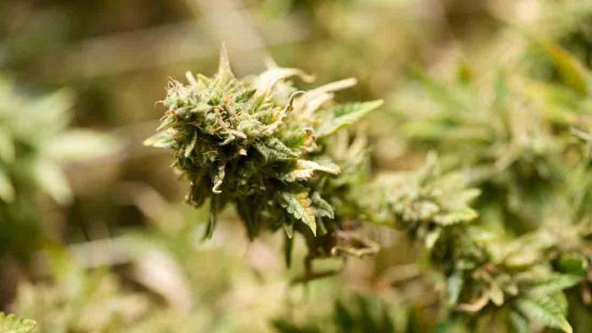 La Mejor Marihuana Del Mundo | Ranking De Mejores Marihuanas