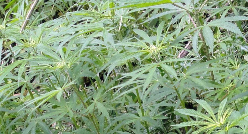 Qué hay que saber sobre las semillas de marihuana?