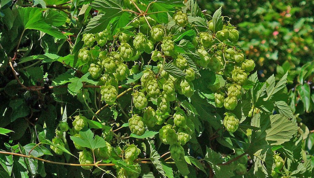 Humulus lupulus hops