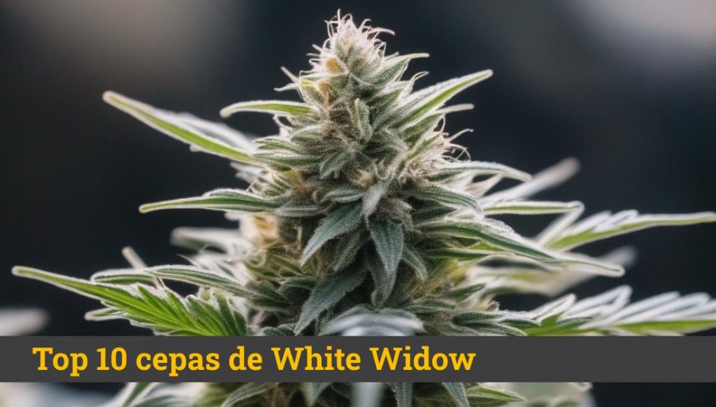 Top 10 marihuana White Widow