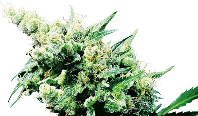 Conservar Semillas de Cannabis Qué hacer y Qué No hacer - Sensi Seeds