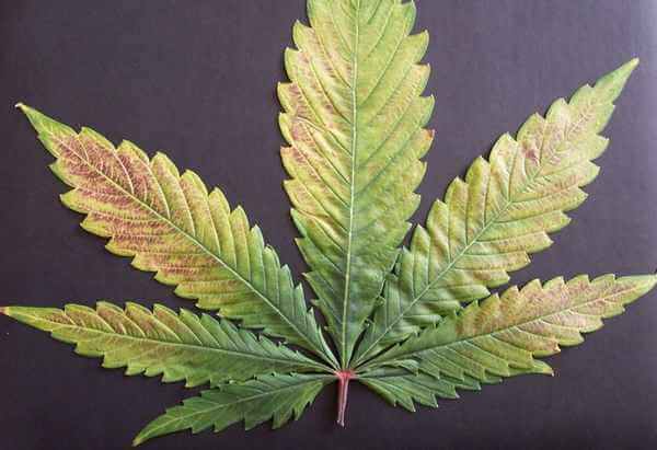 Potassium deficiency in marijuana plants