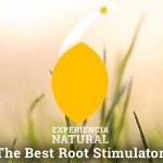 Best bio root stimulators