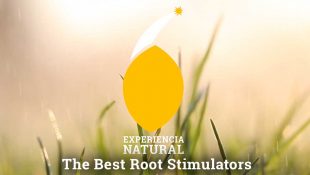 Best bio root stimulators