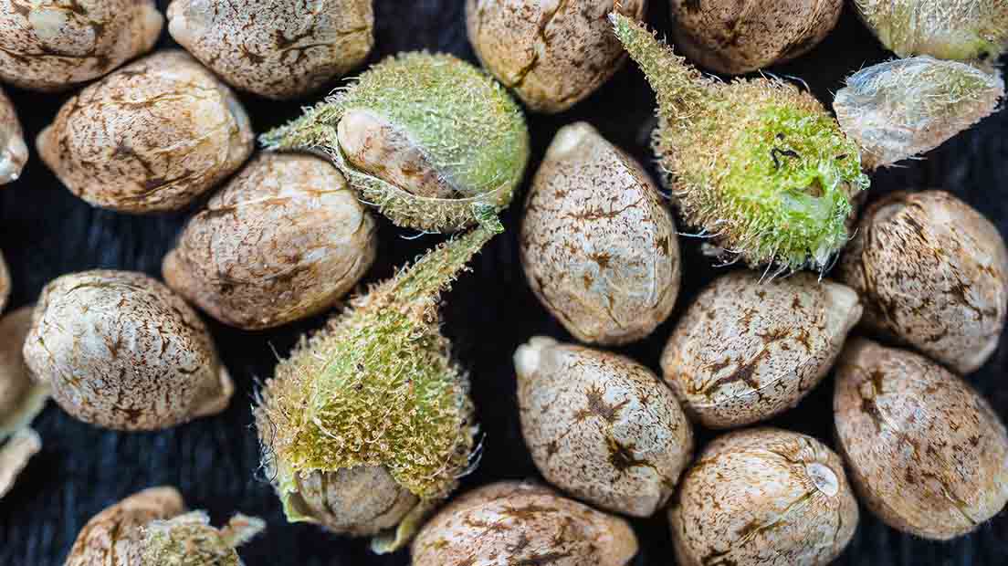 Monographic Article on Cannabis Seeds