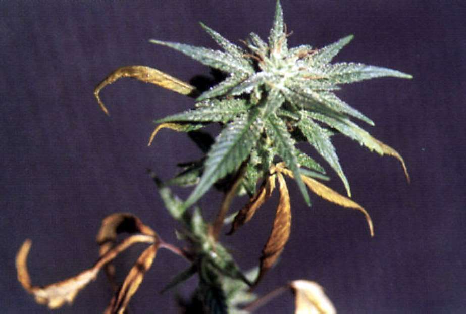 Phosphorus deficiency in marijuana plants