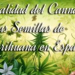 Legalidad del Cannabis y las Semillas de Marihuana en España