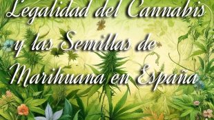Legalidad del Cannabis y las Semillas de Marihuana en España