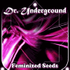 Comprar Dr Underground feminizadas baratas | Dr Underground feminizadas