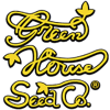 GreenHouse autoflowering seeds | Cheap Green House auto strains